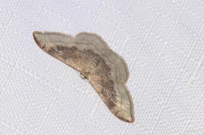 <i>Idaea degeneraria</i>