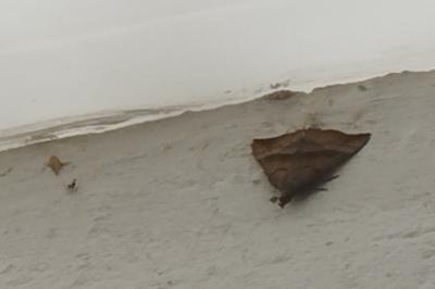 <i>Hypena proboscidalis</i>