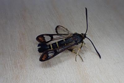 <i>Synanthedon conopiformis</i>