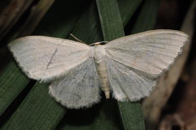 <i>Scopula floslactata</i>