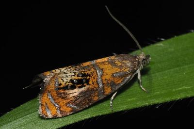 <i>Olethreutes arcuella</i>