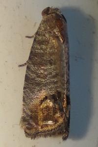 <i>Cydia pomonella</i>