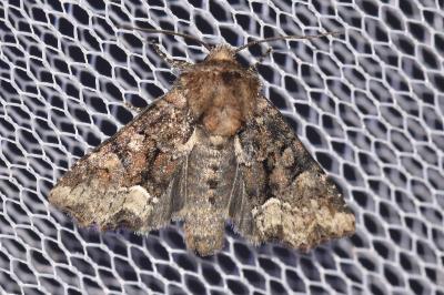 <i>Oligia strigilis</i>