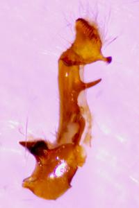 <i>Oligia strigilis</i>