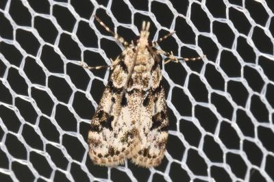 <i>Eudonia delunella</i>