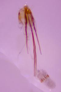 <i>Monopis weaverella</i>