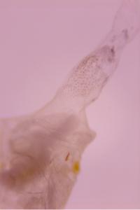 <i>Ephestia woodiella</i>