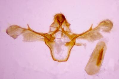 <i>Ephestia woodiella</i>
