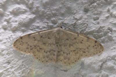 <i>Scopula marginepunctata</i>