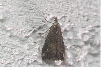 <i>Schrankia costaestrigalis</i>