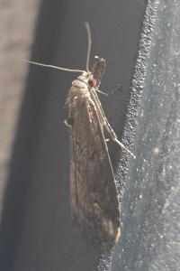 <i>Schrankia costaestrigalis</i>