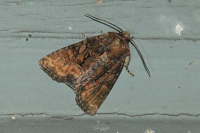 <i>Oligia latruncula/strigilis/versicolor</i>