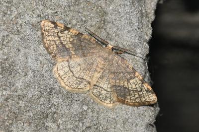 <i>Stegania trimaculata</i>