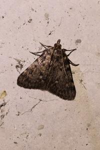 <i>Aglossa pinguinalis</i>