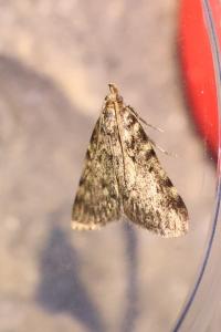 <i>Aglossa pinguinalis</i>