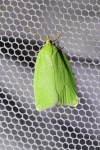 <i>Tortrix viridana</i>