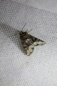 <i>Oligia strigilis</i>