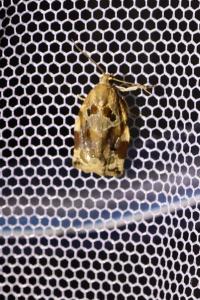 <i>Archips xylosteana</i>