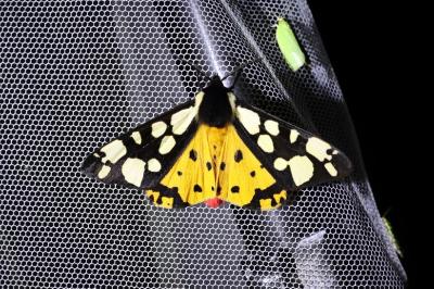 <i>Arctia villica</i>