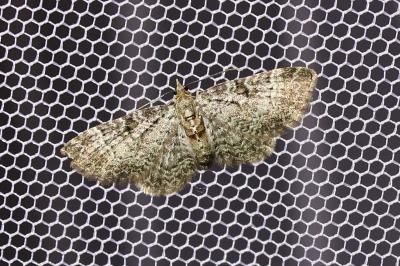 <i>Pasiphila chloerata</i>