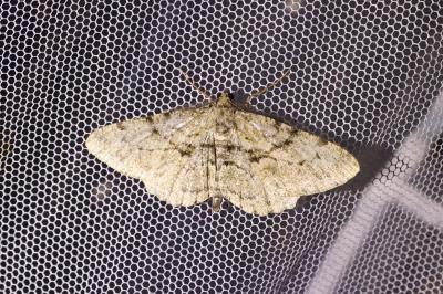 <i>Peribatodes rhomboidaria</i>