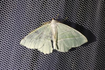 <i>Campaea margaritaria</i>