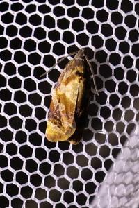 <i>Ditula angustiorana</i>