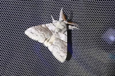 <i>Calliteara pudibunda</i>