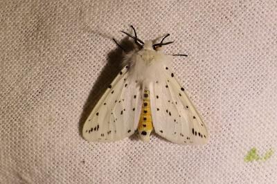 <i>Spilosoma lubricipeda</i>
