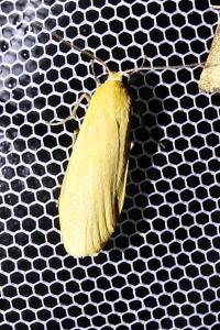 <i>Wittia sororcula</i>