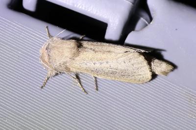 <i>Phragmataecia castaneae</i>