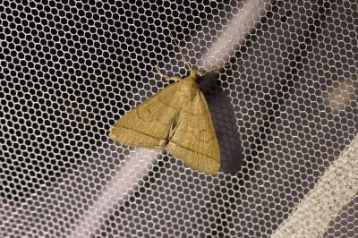 <i>Herminia tarsipennalis</i>
