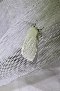 <i>Leucoma salicis</i>