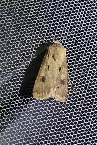 <i>Agrotis exclamationis</i>