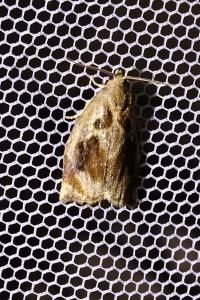 <i>Archips crataegana</i>