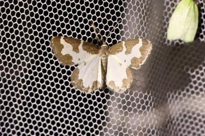 <i>Lomaspilis marginata</i>