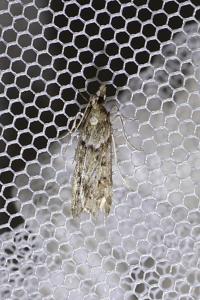 <i>Eudonia angustea</i>