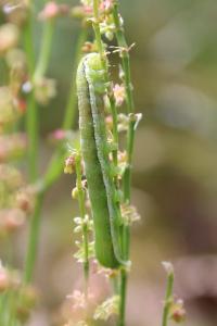 <i>Orthosia gothica</i>