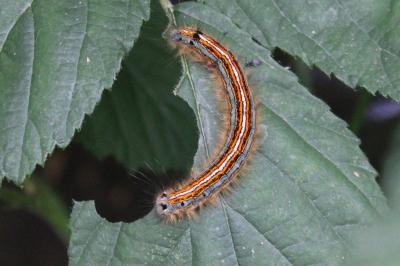 <i>Malacosoma neustria</i>