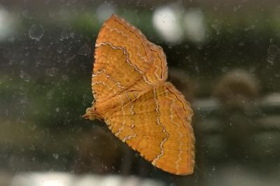 <i>Camptogramma bilineata</i>