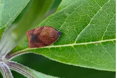 <i>Cacoecimorpha pronubana</i>