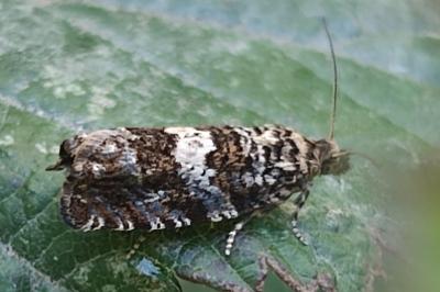 <i>Epiblema costipunctana</i>