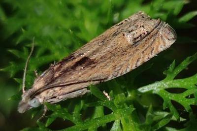 <i>Eucosma</i>
