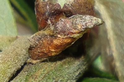 <i>Coleophora lusciniaepennella</i>
