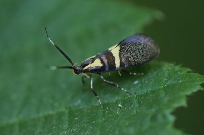 <i>Dasycera oliviella</i>