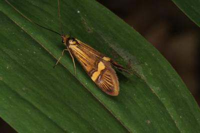 <i>Nemophora degeerella</i>