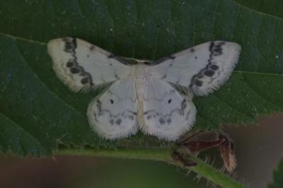 <i>Idaea trigeminata</i>
