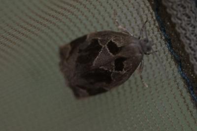 <i>Archips crataegana</i>