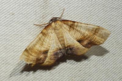 <i>Plagodis dolabraria</i>