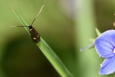 <i>Cauchas fibulella</i>